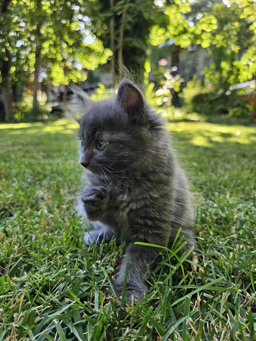 Pui de pisica Albastru de Rusia cu blana lunga Nebelung