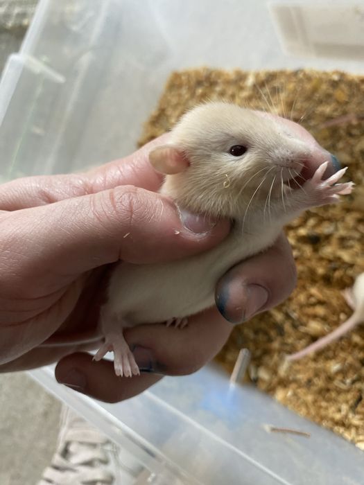 Vand sobolani dumbo de companie