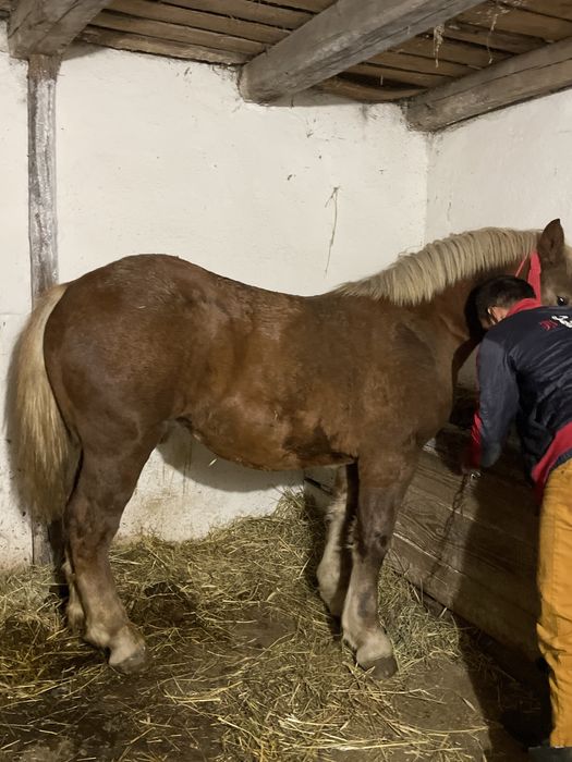 Mânza de vanzare de 7 luni