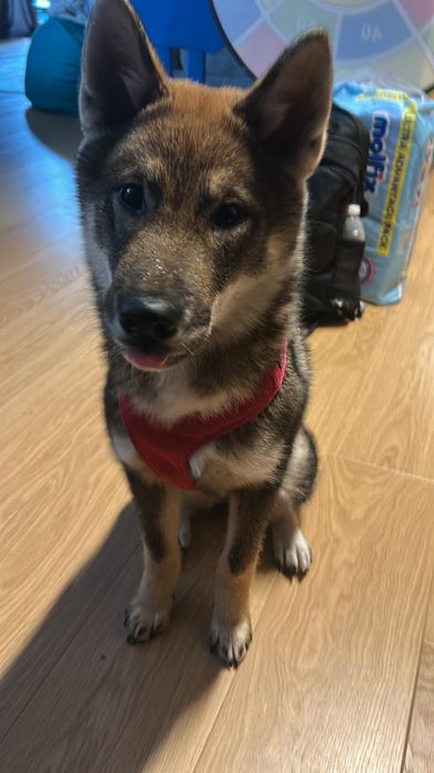 Шикоку ину Shikoku inu