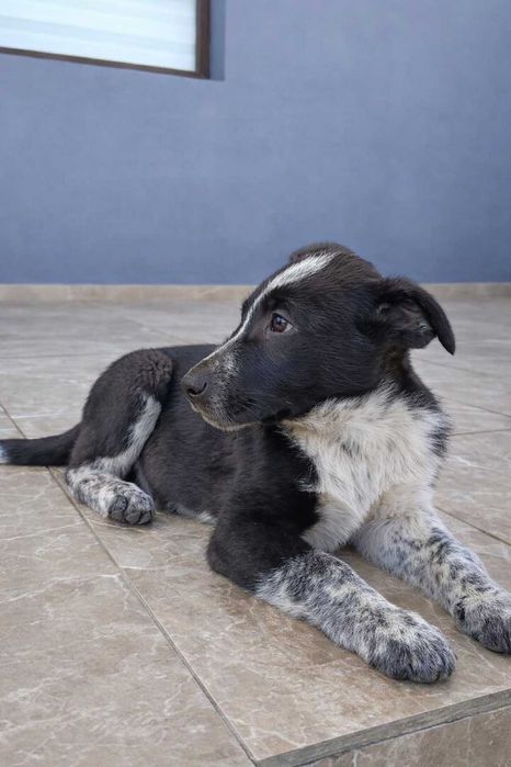 Щенок девочка в добрые руки