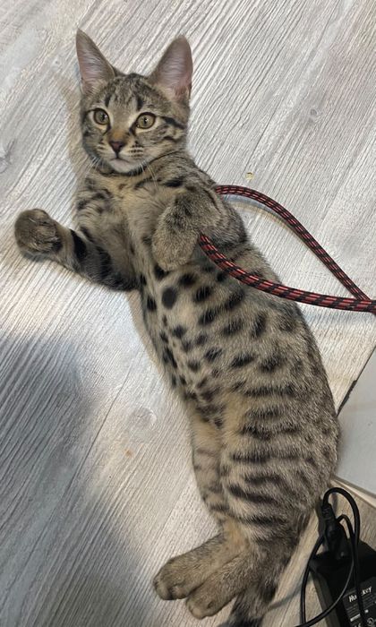 Отдам котенка в добрые руки