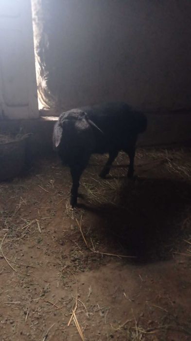 Qoʻchqor echki sotiladi