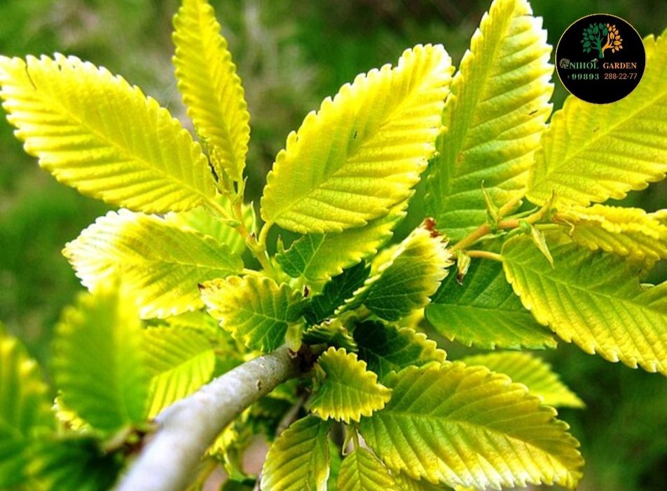 Янгилик! Вяз голден. Сарик сада кайрагоч чет давлатидан келтирилган