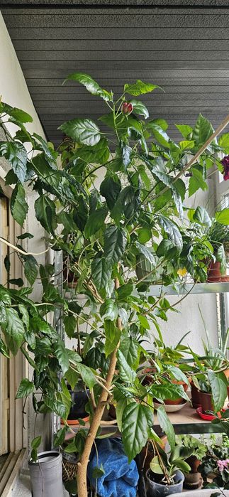 Vand Trandafir japonez 2m