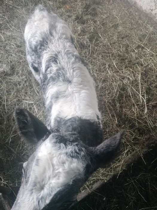 Vitei femela belg și mascul BNR