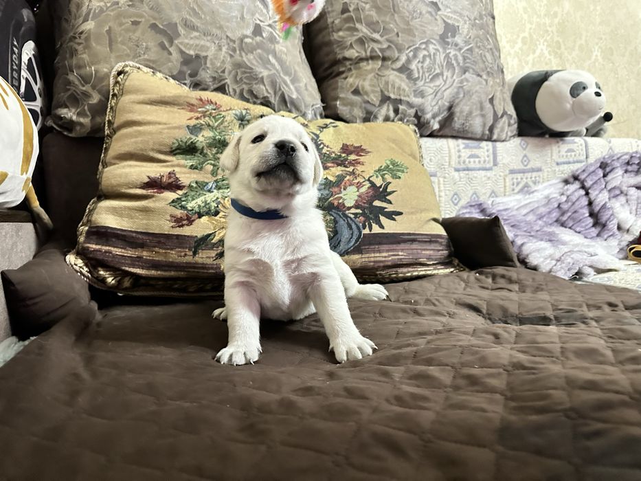 Верный друг лабрадор щенки