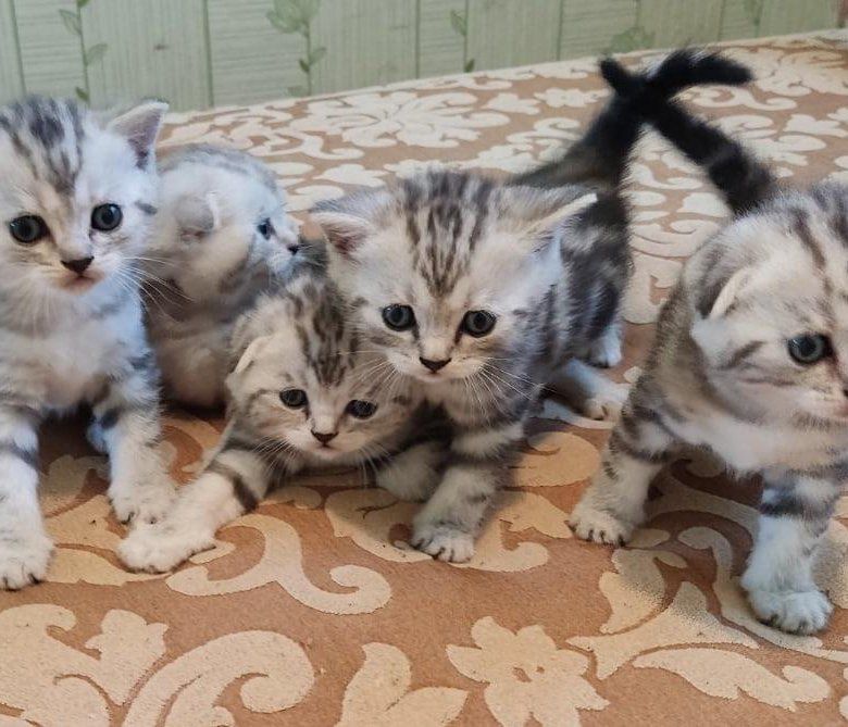 Вислоушки и Прямоушки Котята