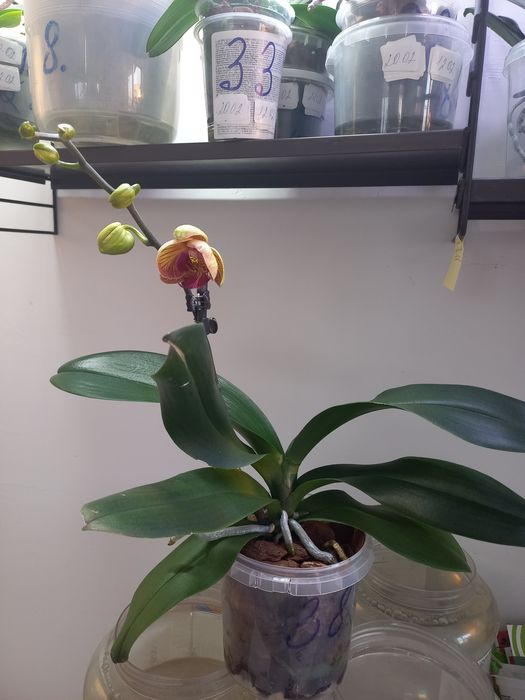 Орхидея,Дифенбахия и замиакулькас