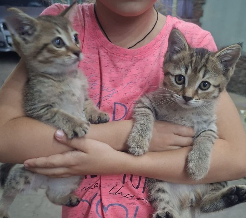 Котята в добрые руки