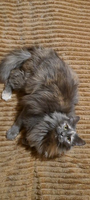 Пропала кошка в районе Саяхата