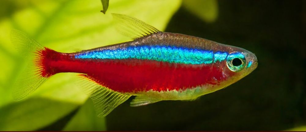 Красный неон продам