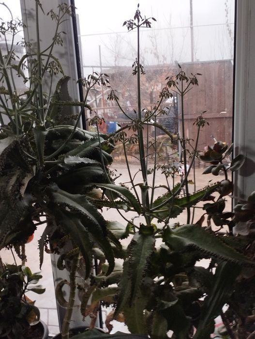 Продаётся комнатную цветы