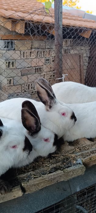 Калифорнийски зайци