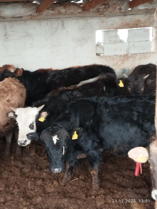 Букалар, кунажындар. Ангус, швед