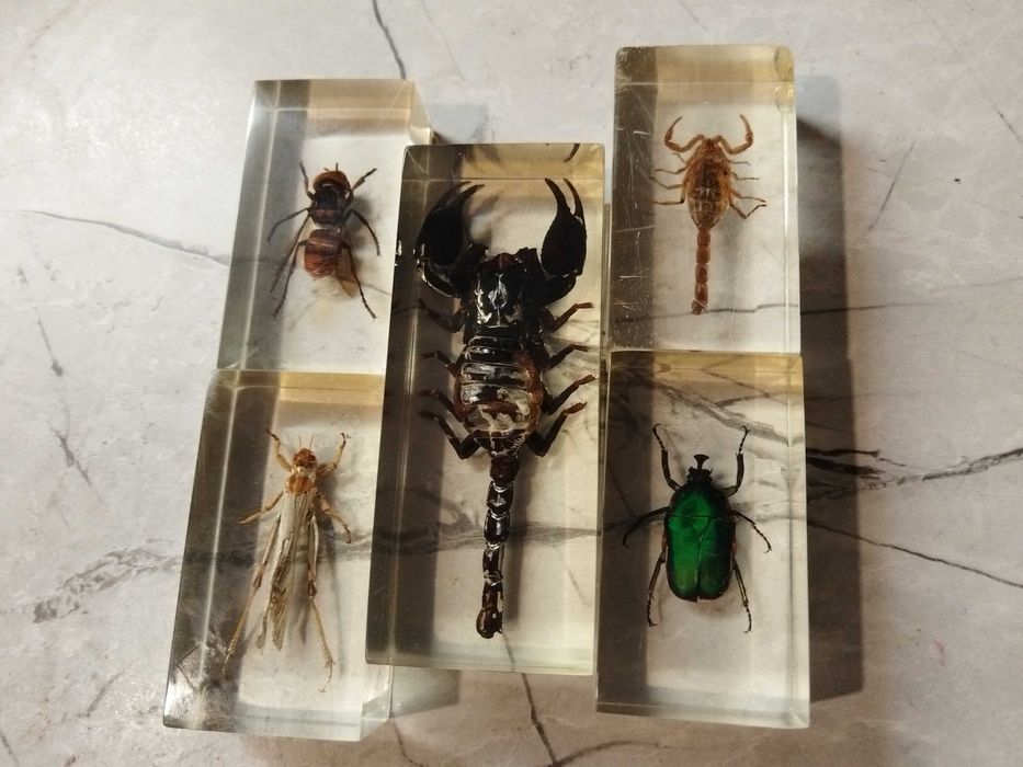 Препарирани насекови в смола скорпион