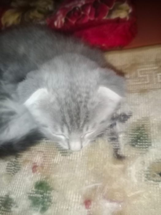 Котята породистые