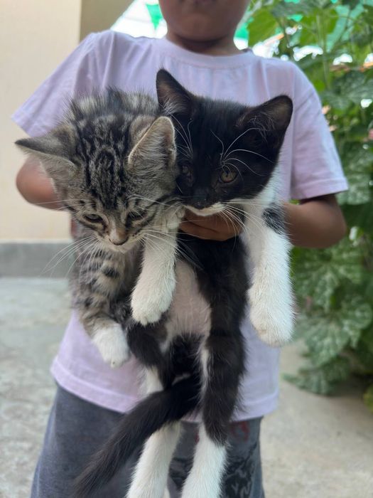 Срочно отдаем котят в хорошие руки