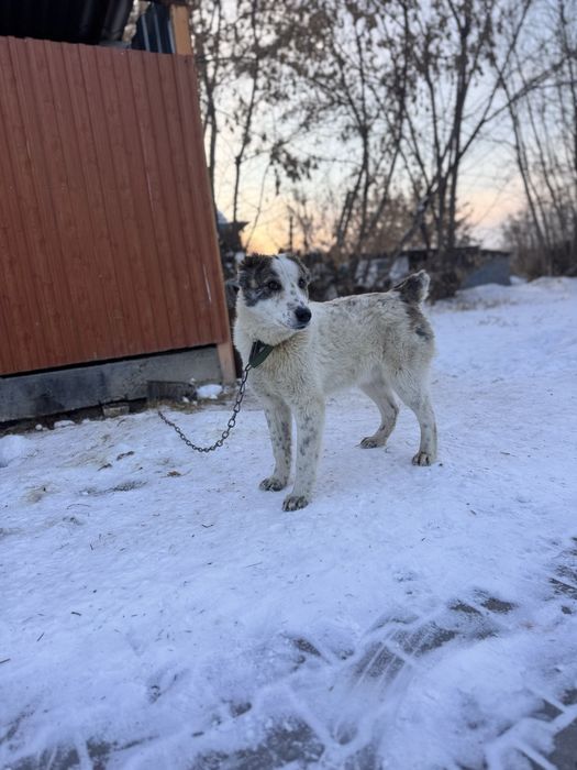 Продам сабаку Алабай