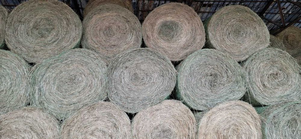 Бали Ливадно Сено  - Бала