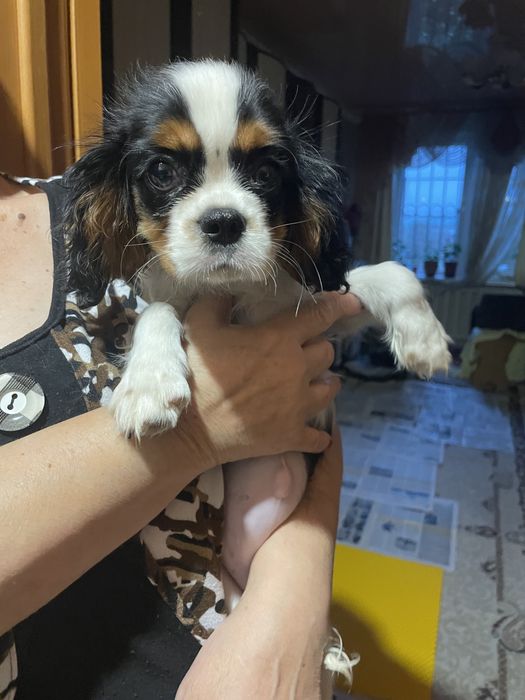 Щенки кавалер кинг чарльз спаниель