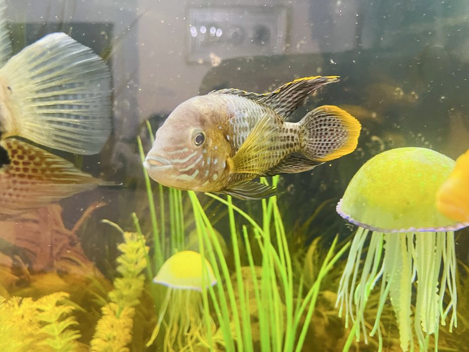 Продам Аквариумные рыбки (рыба)