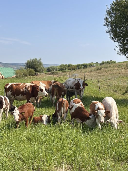 Vacii de vanzare