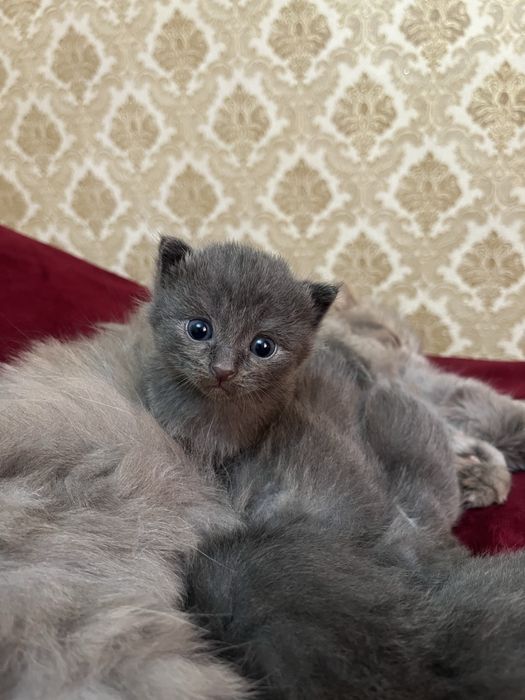 Котенок вислоухие