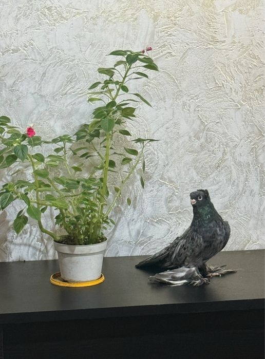 Голубь          .            .