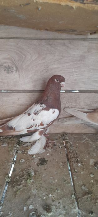 100.000 sõm kami bor