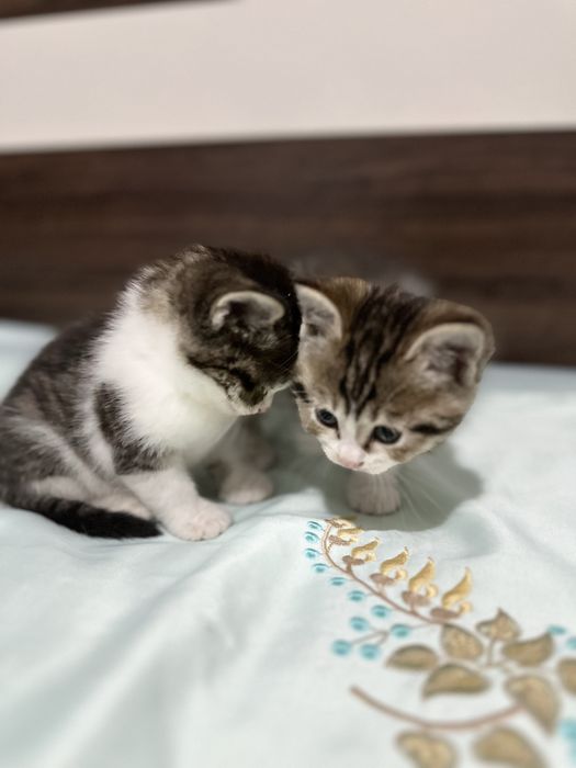 Отдам котят в добрые руки