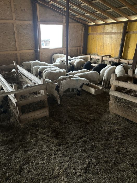 Vand miei pentru paste