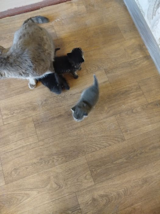 Мушик боллари билан