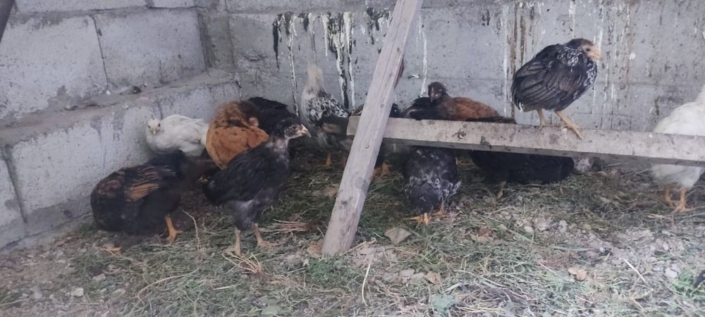 Продам  подросших петушков шустрые,