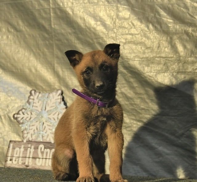 Ciobanesc belgian malinois