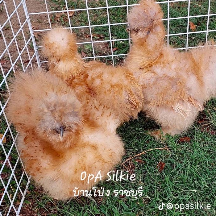 Американский шолк товуклари сотилади