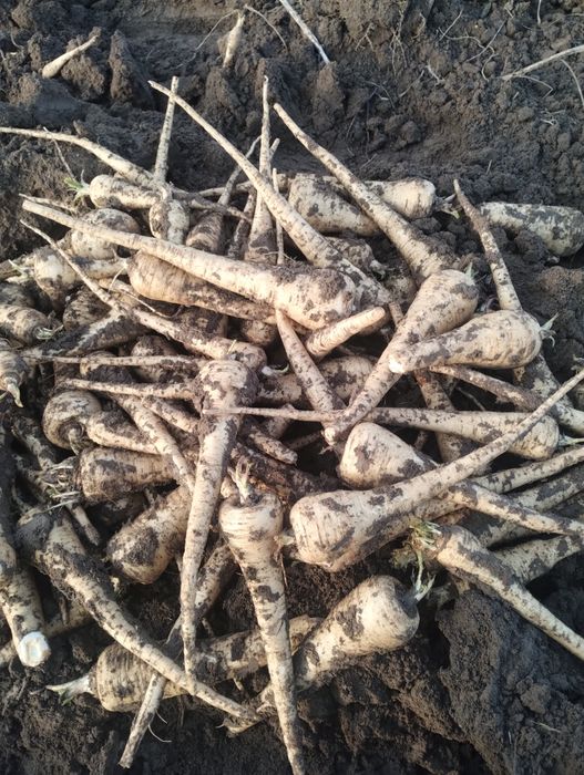 Păstârnac de vânzare