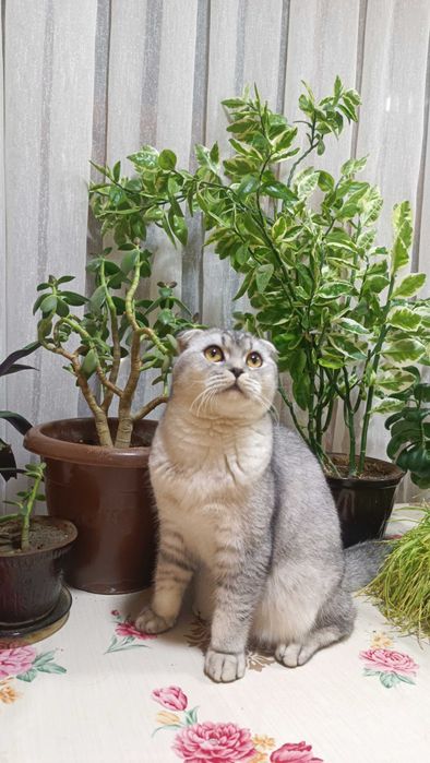 Mushuk sotiladi. Zoti scottish fold, shinshilla.