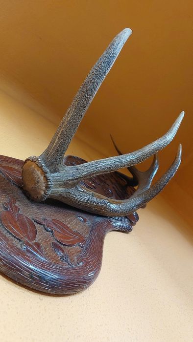 Coarne de cerb pe panoplie sculptata