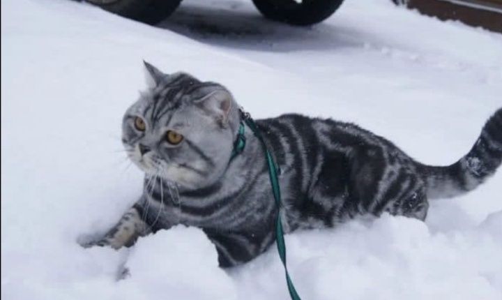 Вязка опытного кота