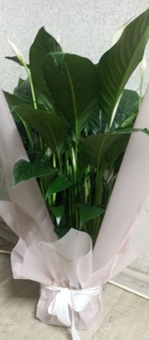 Спатифилумы - женское счастье