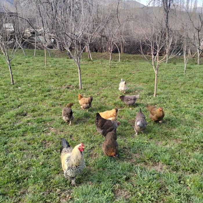 Продам курей домашних