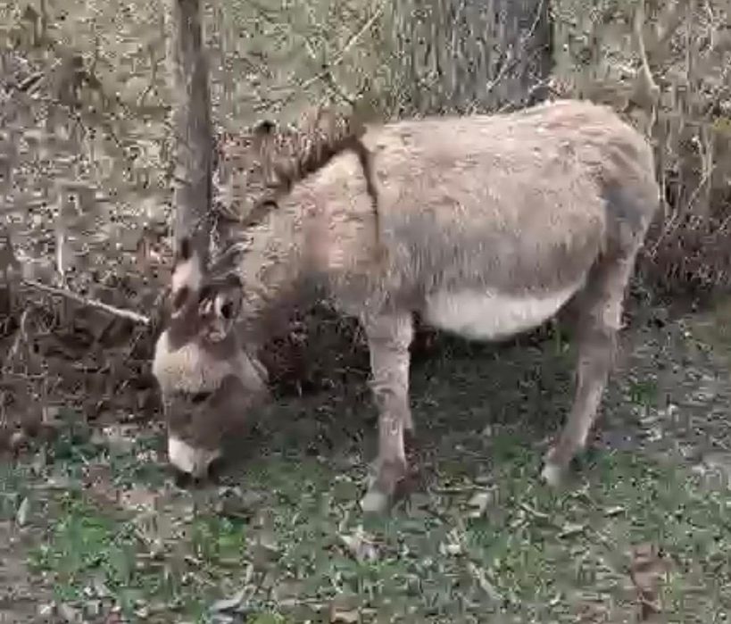 Măgărețe de vanzare