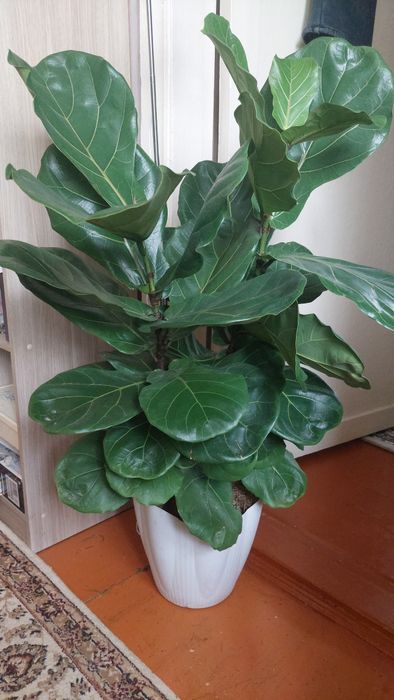 Комнатные цветы ,растения