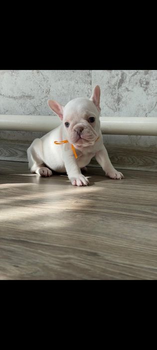 Французский бульдог кремовый