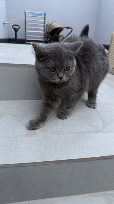 mushuk sotila zotli