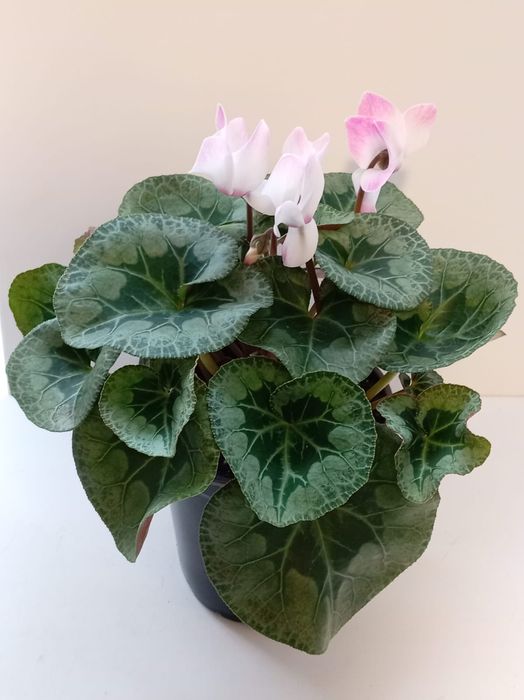 Цикламен персидский цветущий