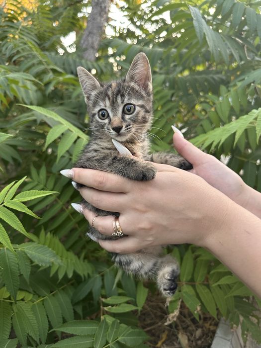 Отдам кошечку в хорошие руки