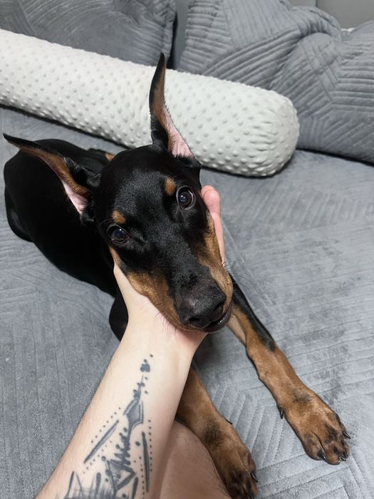 Доберман мальчик