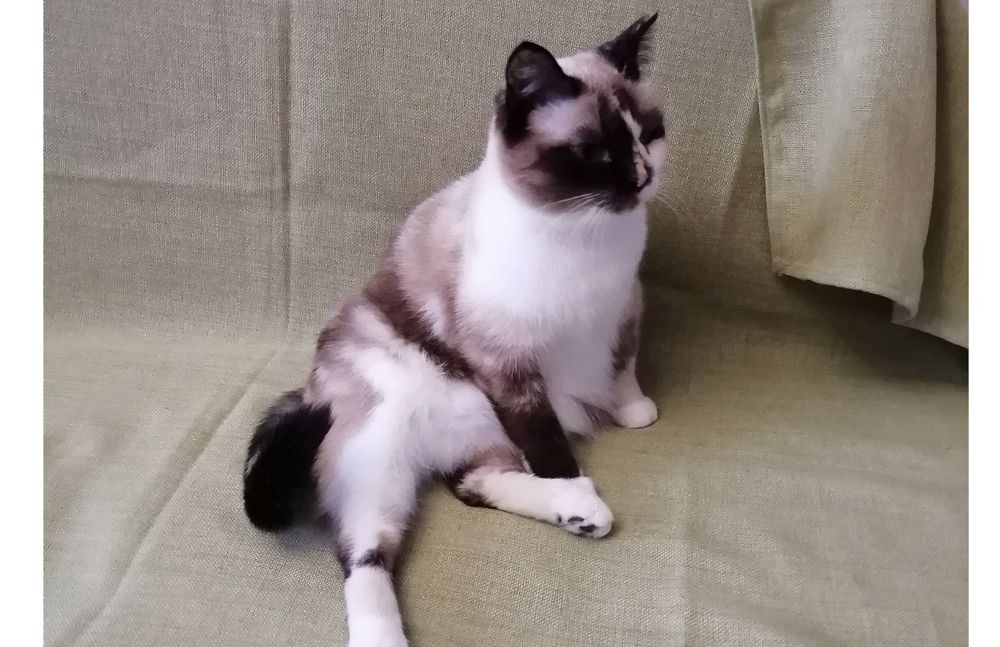 Апрелька, кошечка стерилизованная